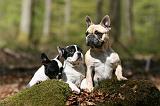 BOULEDOGUE FRANCAIS 1118